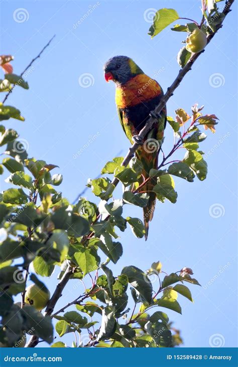 Australian Native Bird Rainbow Lorikeet Parrot In Apricot Tree Early