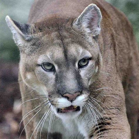 This Isnt The End Of The Eastern Cougar Outside Online