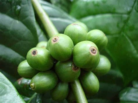 robusta coffee coffee brewing methods