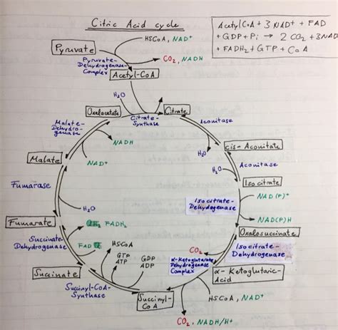 How To Citric Acid Cycle