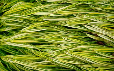 Download Wallpaper 3840x2400 Bush Leaves Stripes Plant Green Macro
