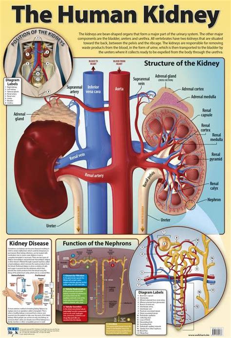 Chart Kidney Human Rutland Industries