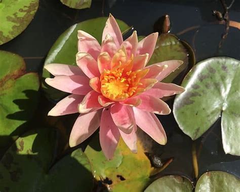 Water Lilies For Sale Buy Deep Water Pond Lily In Uk