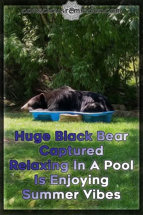 Huge Black Bear Captured Relaxing In A Pool Is Enjoying Summer Vibes