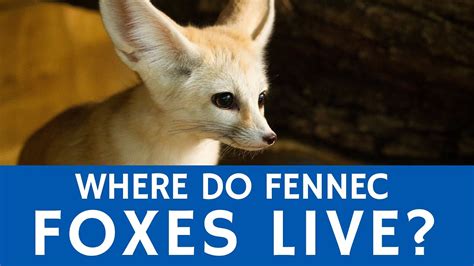 Fennec Fox Facts Diet Habitat Pictures On Animaliabio