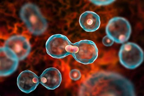 Scientists Have Engineered A Synthetic Life Form To Mimic Natural Cell