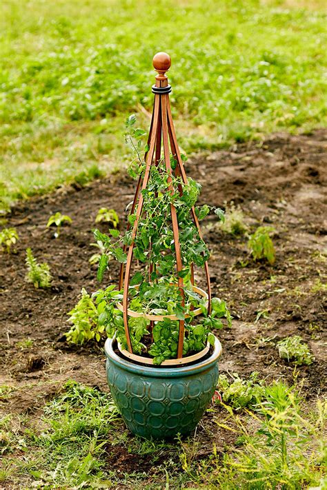 Build A Container Trellis For Your Climbing Plants Trellis Plants