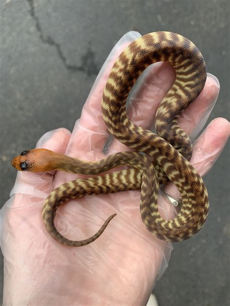 Available Woma Pythons — Zion Hill Exotics