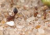 Pictures of Venom In Fire Ants
