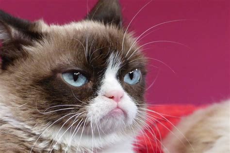 Kocia Gwiazda Internetowych Memów Grumpy Cat Nie żyje Life Forbespl