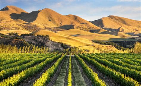 Wineries You Must Visit In New Zealands Canterbury Region Travel Insider