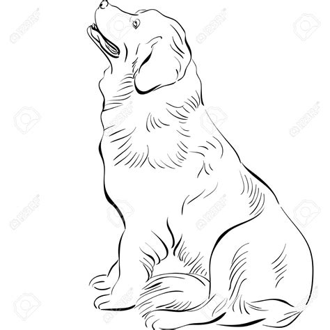 Newfoundland Dog Drawing At Getdrawings Free Download