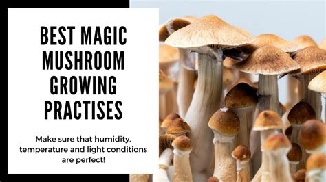 Magic Mushroom Growing Kit Everything You Need To Know About Grow