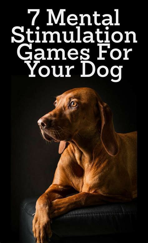 7mantal Stmulation Games For Your Dog Dog Training Dog Brain Best
