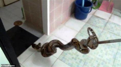Apalagi bila ular tsb ada di rumah yang seharusnya rumah menjadi tempat yang paling nyaman dan aman. Cara Mengusir Ular Dari Lingkungan Rumah - Sekitar Rumah