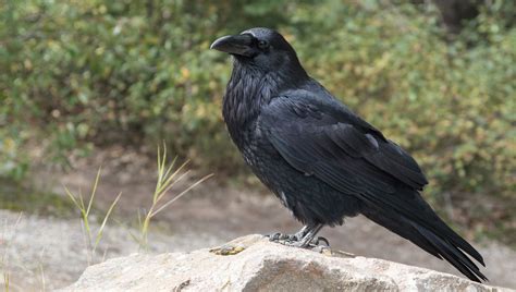 Los Cuervos Negros Que Son M S Sociables Tiene Una Mejor Protecci N Contra Los Par Sitos