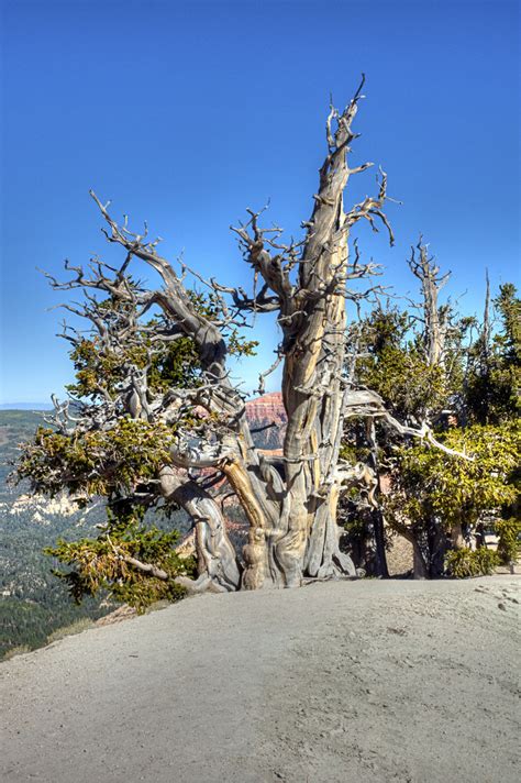 Bristlecone Pines Flickr