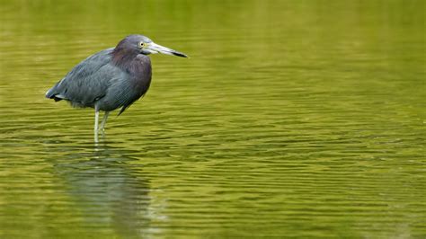 Little Blue Heron Flickr