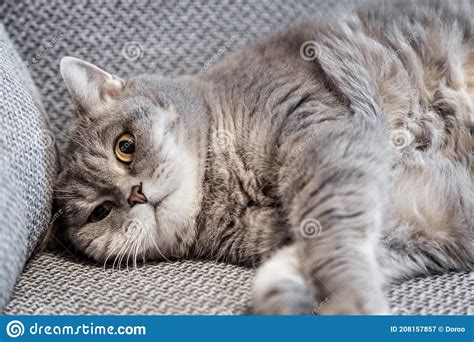 Fat British Cat Lies On The Couch And Takes Stock Image Image Of
