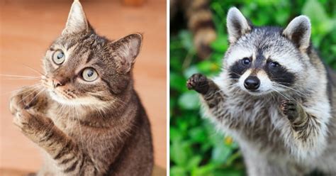 15 Photos Proving That Cats And Raccoons Have More In Common Than We