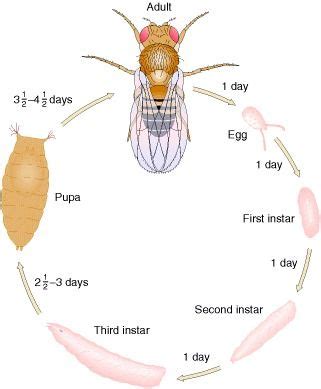 Figure Life Cycle Of Drosophila Melanogaster The Common Fruit Fly In Life Cycles