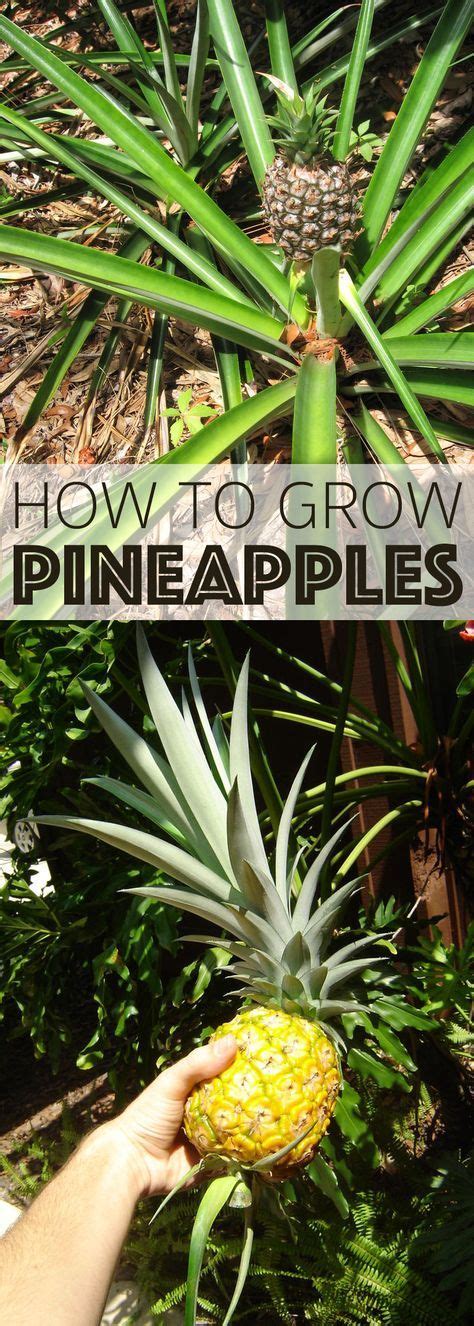 How To Grow Pineapples Growing Pineapple Pineapple Planting