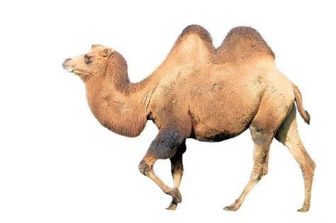 Camello Actiludis