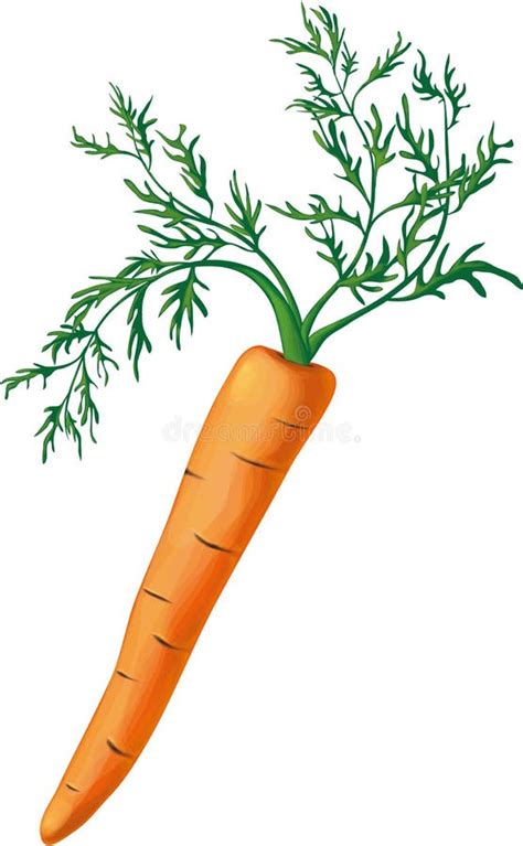 Carrot With Greens Stock Vector Illustration Of Long 35779697