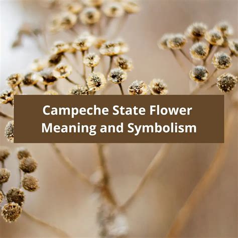 Campeche State Flower Meaning And Symbolism