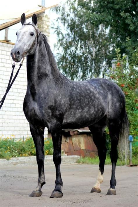 Orlov Trotter Horse Russia Dapple Grey Horses White Horses Beautiful