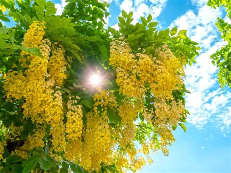 Cassia Tree Pruning How And When To Trim Cassia Trees