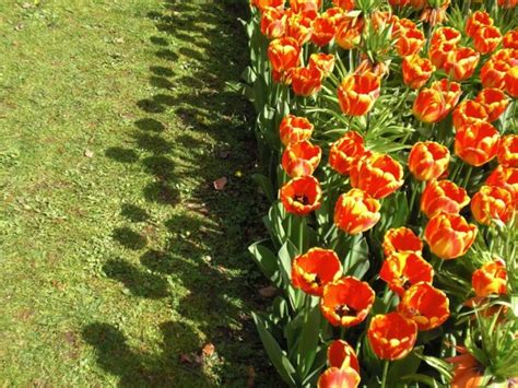 Lascia per primo la tua opinione su questo prodotto. Aiuole di tulipani foto e consigli su come piantarli in ...