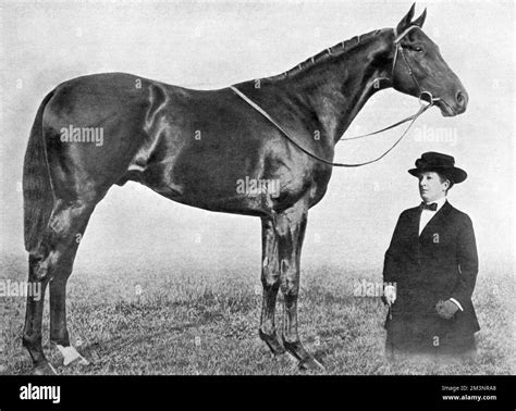 The British Bred Thoroughbred Racehorse Gainsborough Owned By Lady