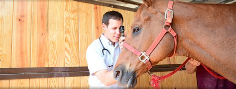 Equine Health Care Deason Animal Hospital Floresville Tx