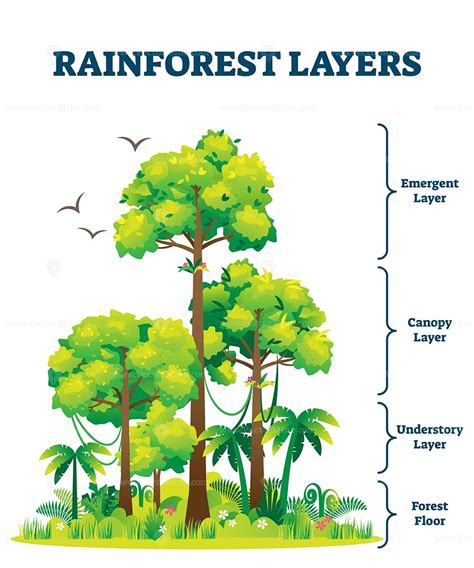 Rainforest Layers Vector Illustration Rainforest Rainforest Plants
