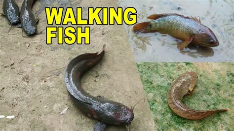 Walking Fish That Walks On Land Youtube
