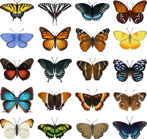 Eleanor Lutz Butterfly Identification Chart