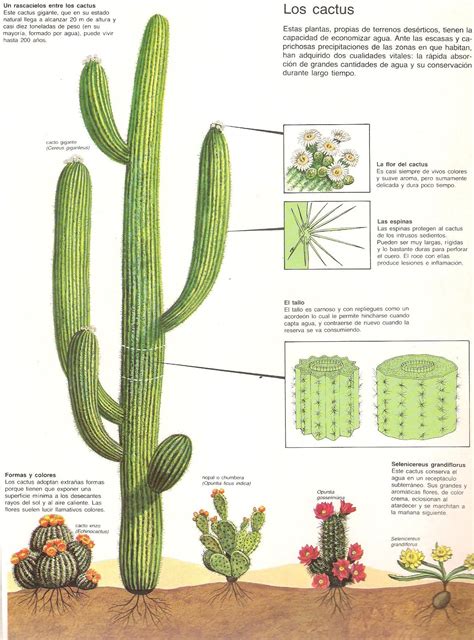 Taxonomia Origen De Los Cactus Y Su Distribucion En El Mundo Images