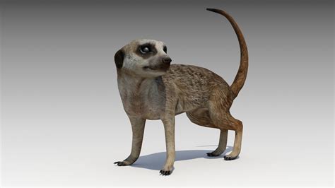 3d Model Meerkat Animated Vr Ar Low Poly Rigged Animated Cgtrader