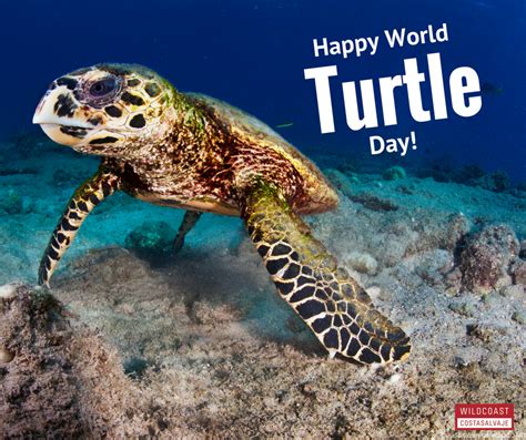 Happy World Sea Turtle Day The Wildcoast Blog In 2021 Turtle Day