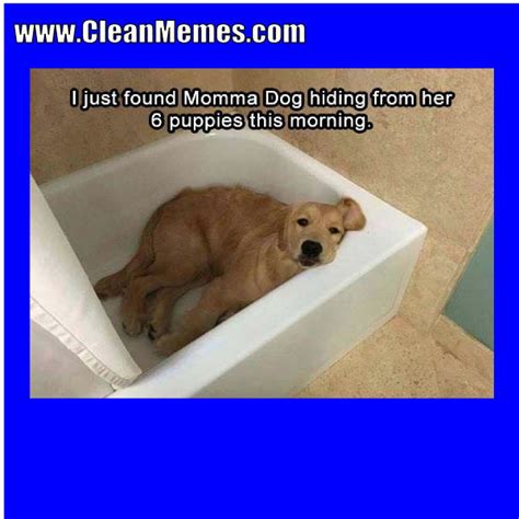 Momma Dog Clean Memes
