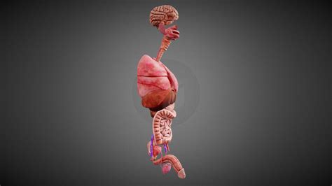 Human Internal Organ System Buy Royalty Free D Model By Devden