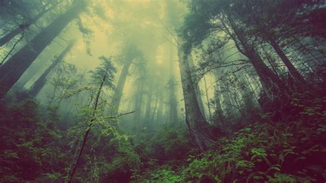 Download Wallpaper 2560x1440 Dense Forest Nature Plants Tree Dual