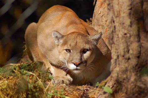 What Does A Mountain Lion Sound Like Identification Guide Kidadl