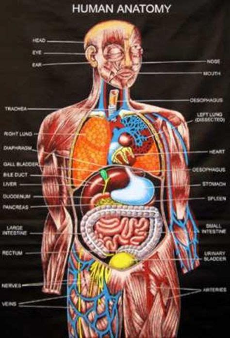 17 Best Human Anatomy Images Human Anatomy Anatomy Human Body