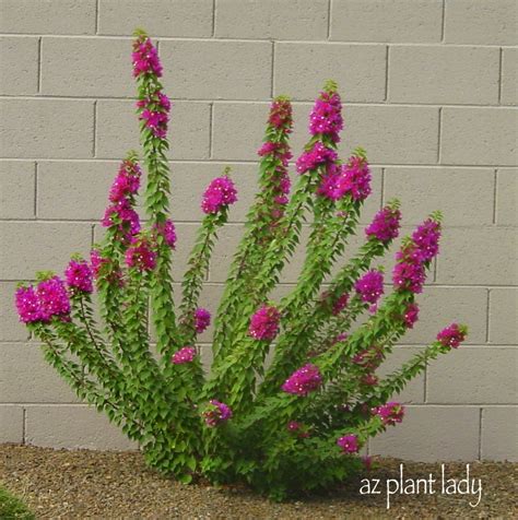 Check spelling or type a new query. Landscape No-No's: Wrong Plant, Wrong Place - Ramblings ...