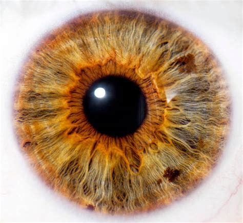 Eyeball Pictures Images And Stock Photos Istock