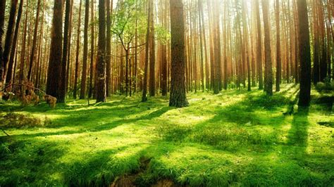 Forest Backgrounds Hd Wallpapers Download