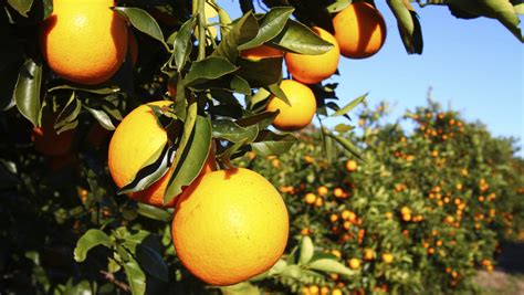 Gulf Citrus Growers Association Elects Officers Board Members