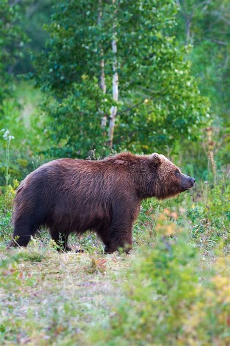 Kamchatka Brown Bear In Natural Habitat Walking In Summer Forest